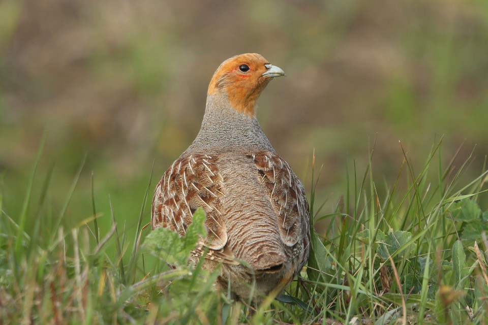 Куропатка серая — Perdix perdix