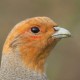 Куропатка серая — Perdix perdix