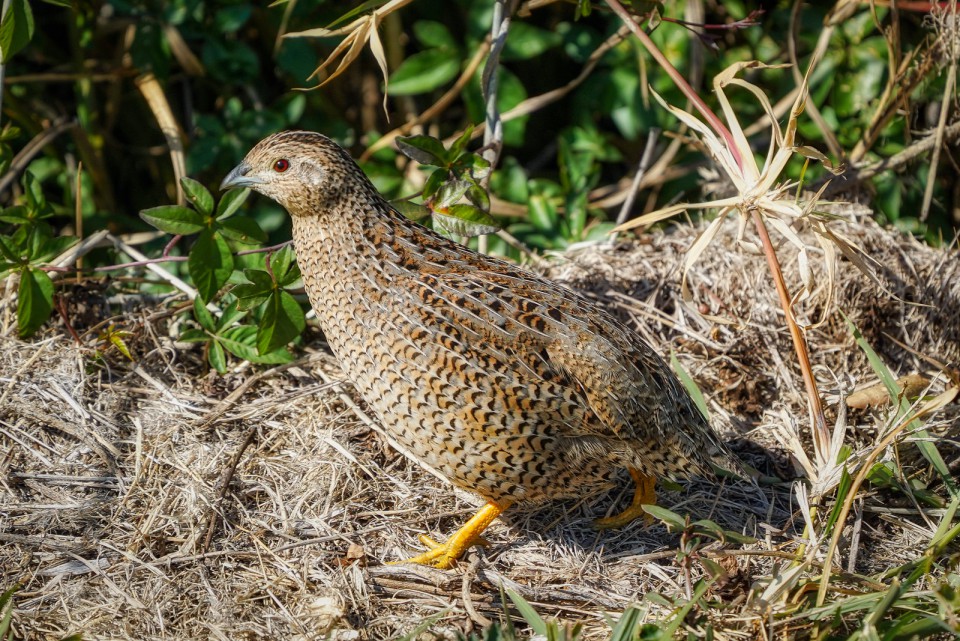Перепел — Coturnix coturnix
