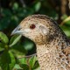 Перепел — Coturnix coturnix