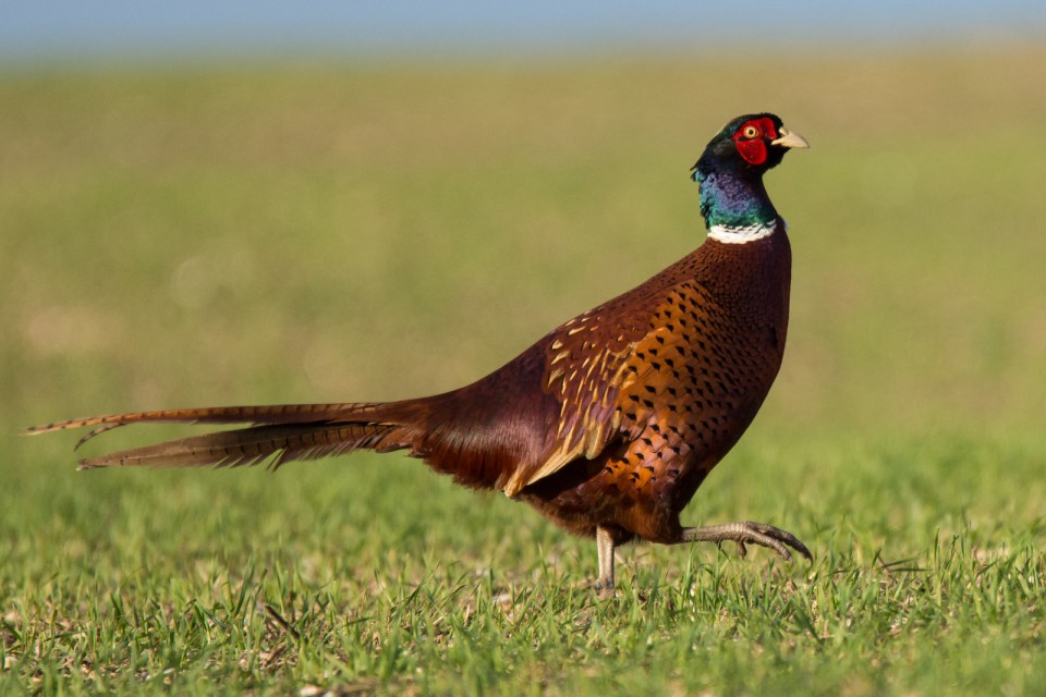 Фазан — Phasianus colchicus