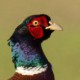 Фазан — Phasianus colchicus