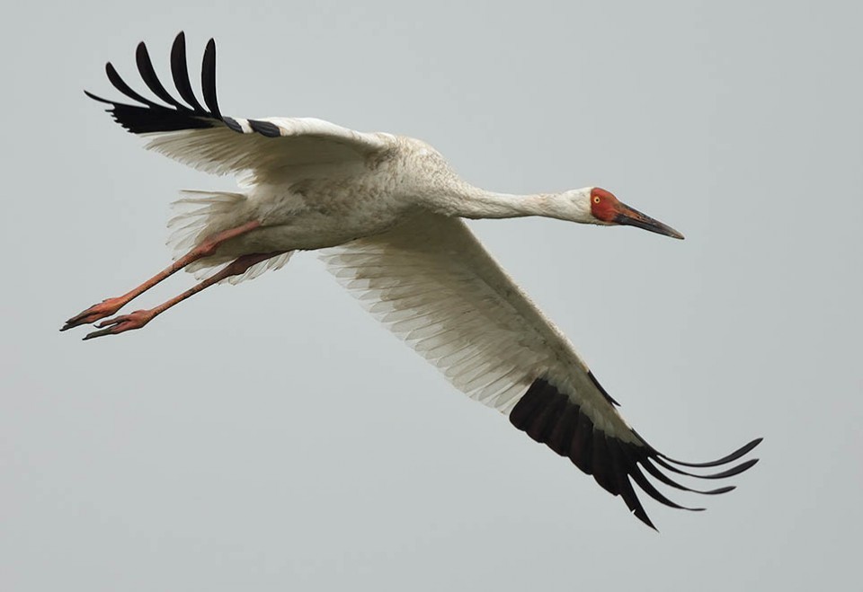 Стерх — Grus leucogeranus