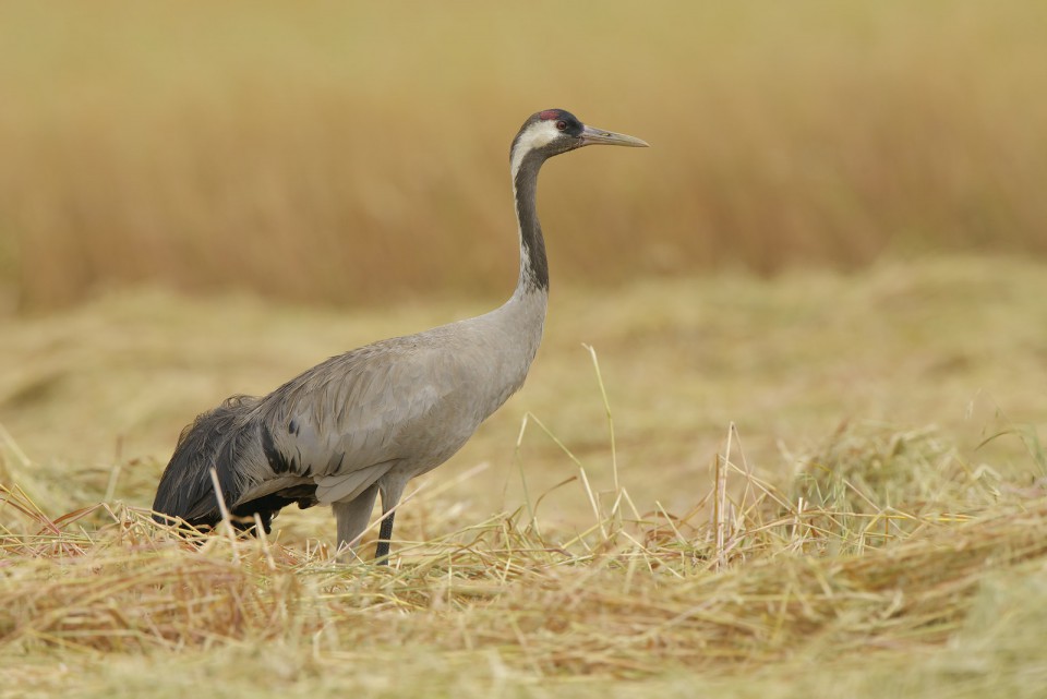 Журавль серый — Grus grus