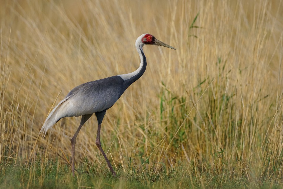 Журавль даурский — Grus vipio