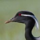 Красавка — Anthropoides virgo