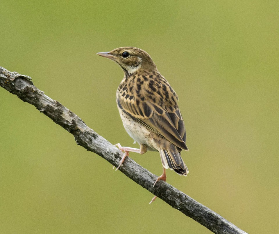 Лесной конёк (Anthus trivialis)