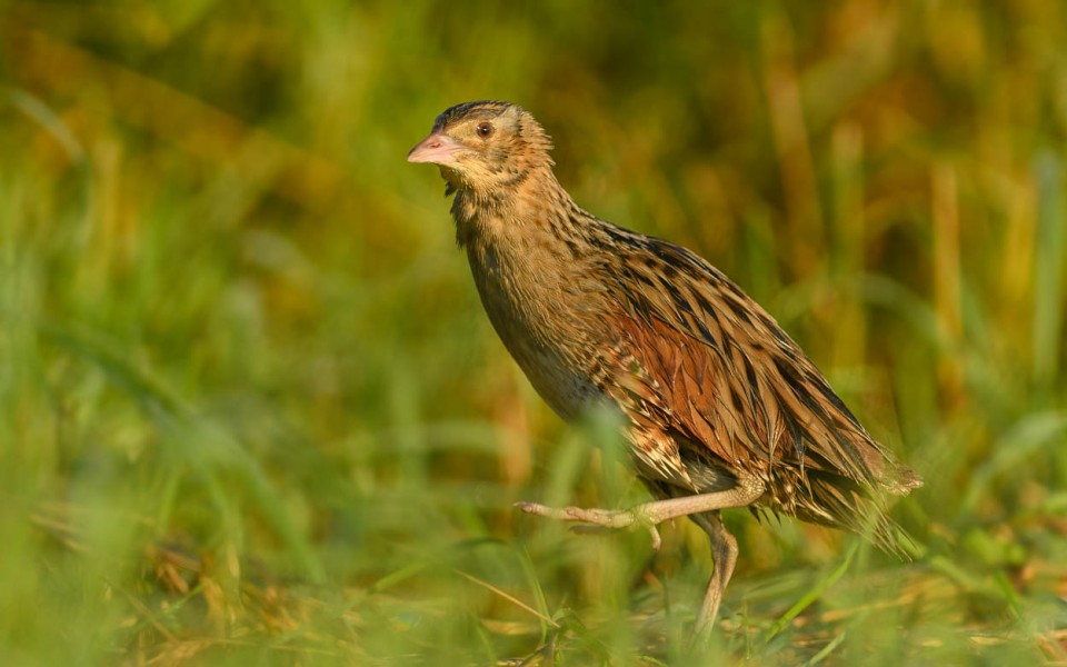 Коростель — Crex crex