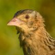 Коростель — Crex crex