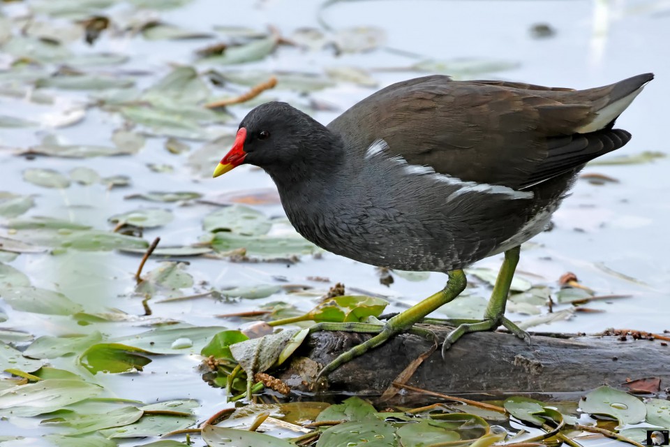 Камышница — Gallinula chloropus