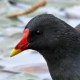 Камышница — Gallinula chloropus