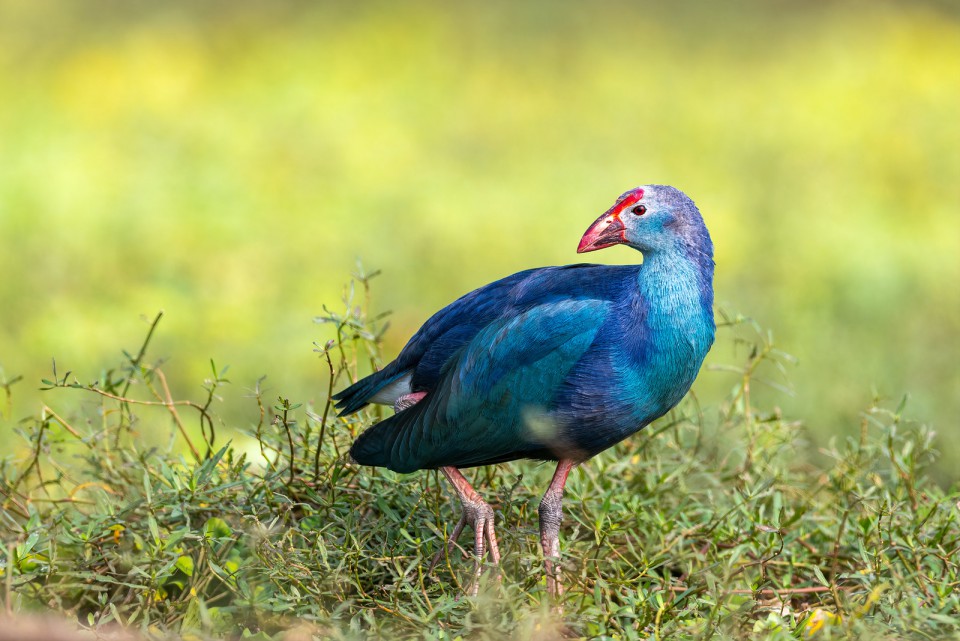 Султанка — Porphyrio poliocephalus