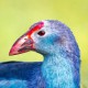 Султанка — Porphyrio poliocephalus