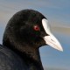 Лысуха — Fulica atra