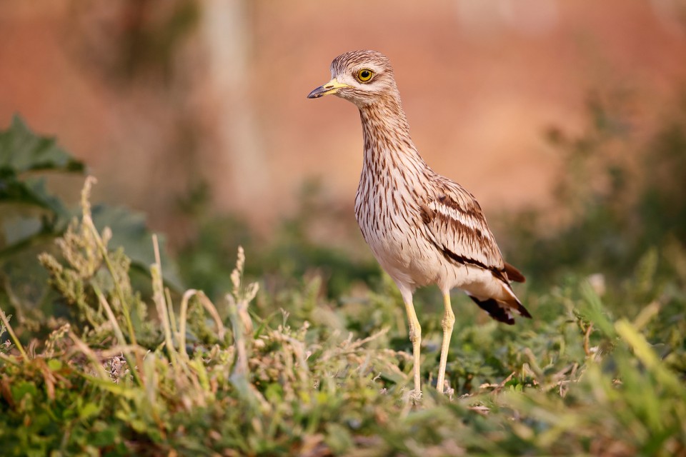 Авдотка — Burhinus oedicnemus