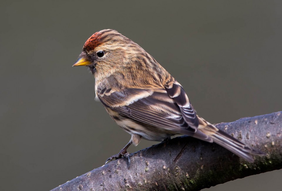 Черноголовый щегол (Carduelis carduelis)