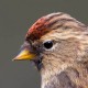 Черноголовый щегол (Carduelis carduelis)