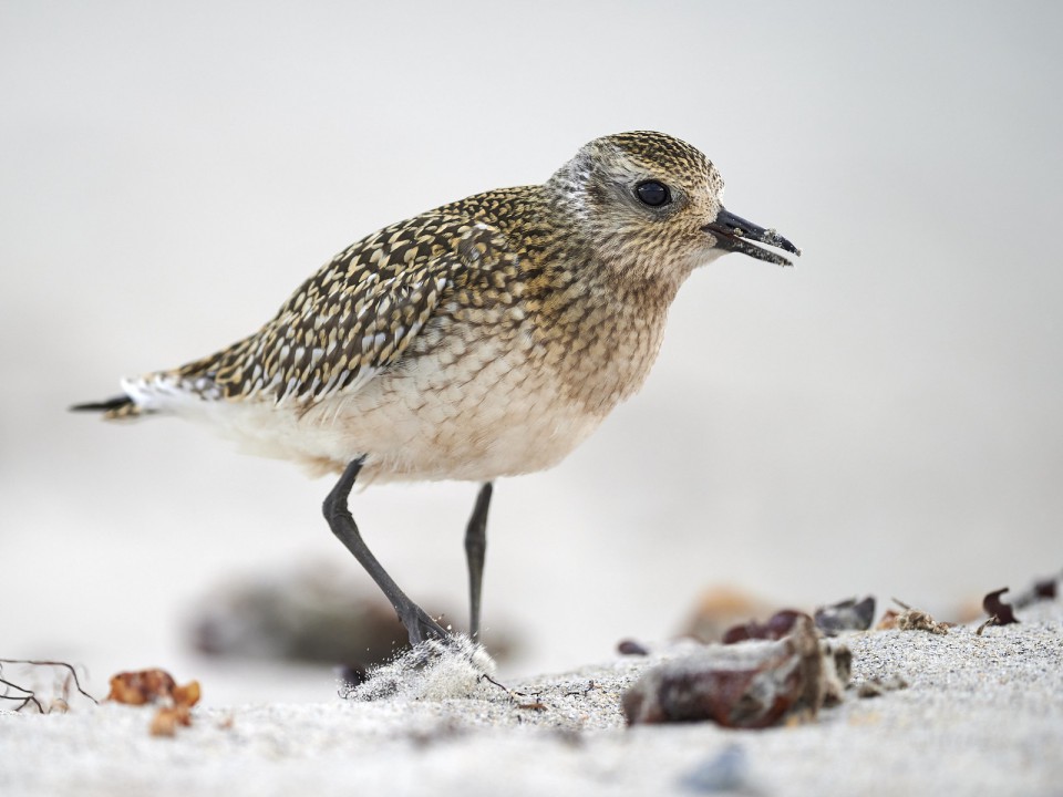 Тулес — Pluvialis squatarola