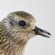 Тулес — Pluvialis squatarola