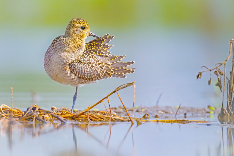 Ржанка бурокрылая — Pluvialis fulva
