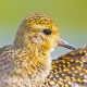 Ржанка бурокрылая — Pluvialis fulva