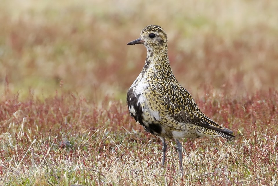 Ржанка золотистая — Pluvialis apricaria