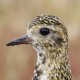 Ржанка золотистая — Pluvialis apricaria