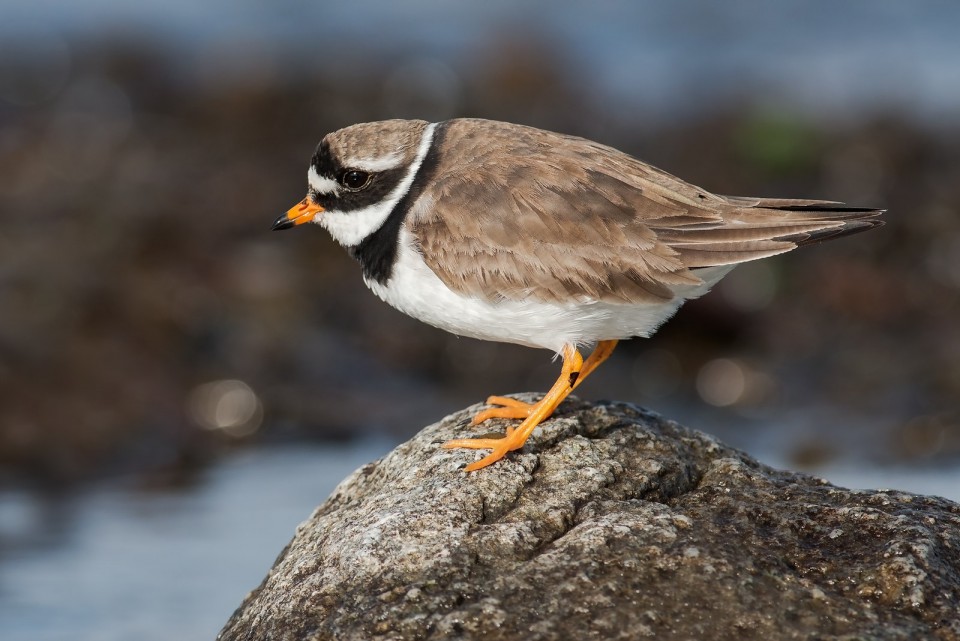 Галстучник — Charadrius hiaticula