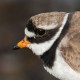 Галстучник — Charadrius hiaticula