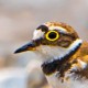 Зуёк малый — Charadrius dubius