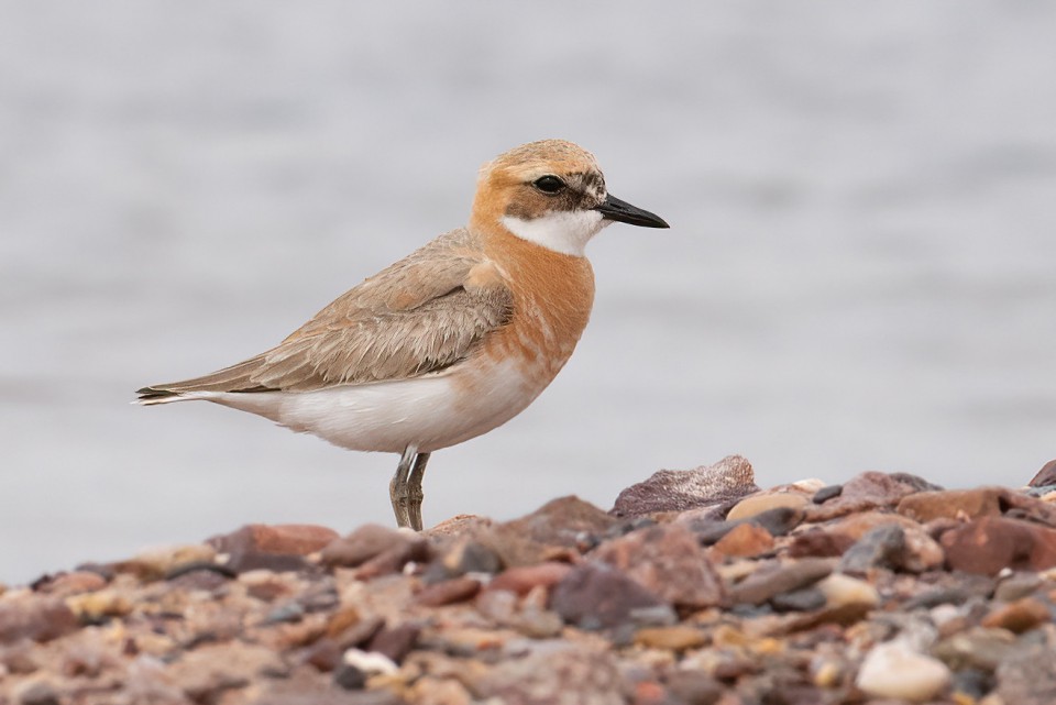 Зуёк толстоклювый — Charadrius leschenaultii