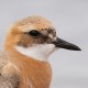Зуёк толстоклювый — Charadrius leschenaultii