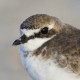 Зуёк монгольский — Charadrius mongolus