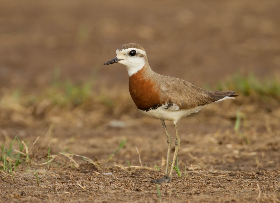 Зуёк каспийский — Charadrius asiaticus