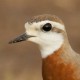 Зуёк каспийский — Charadrius asiaticus