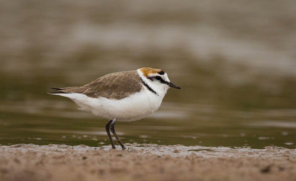 Зуёк морской — Charadrius alexandrinus