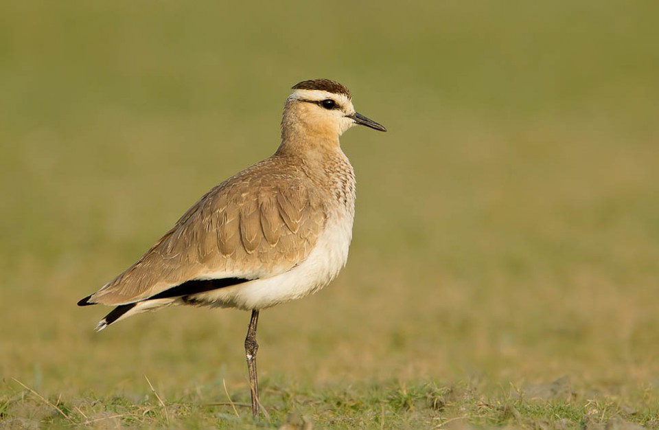 Кречётка — Chettusia gregaria