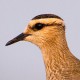 Чибис — Vanellus vanellus