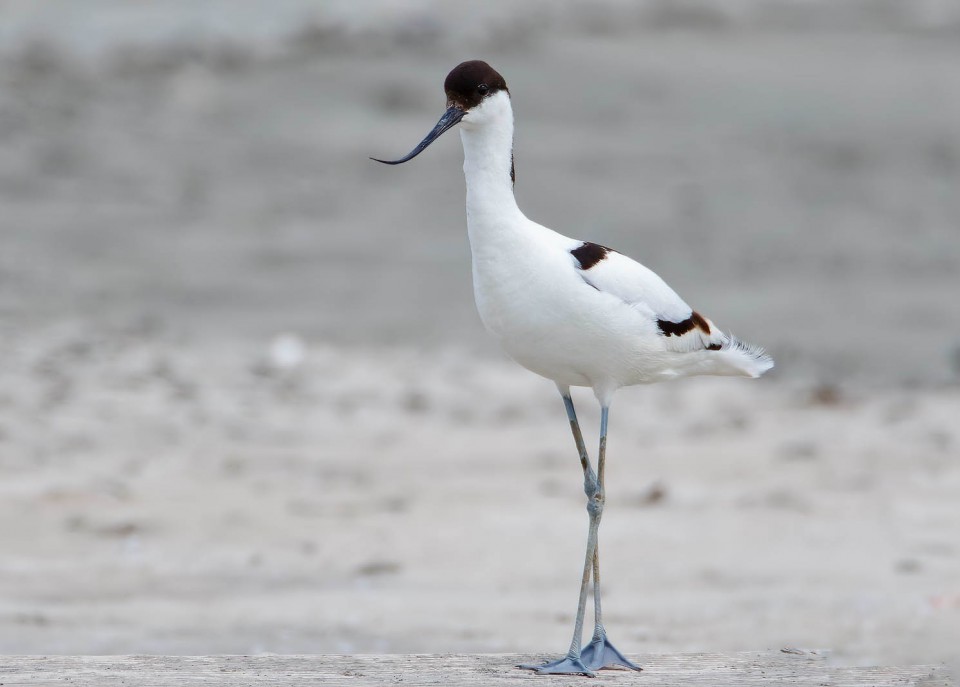 Шилоклювка — Recurvirostra avosetta