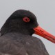 Кулик-сорока — Haematopus ostralegus