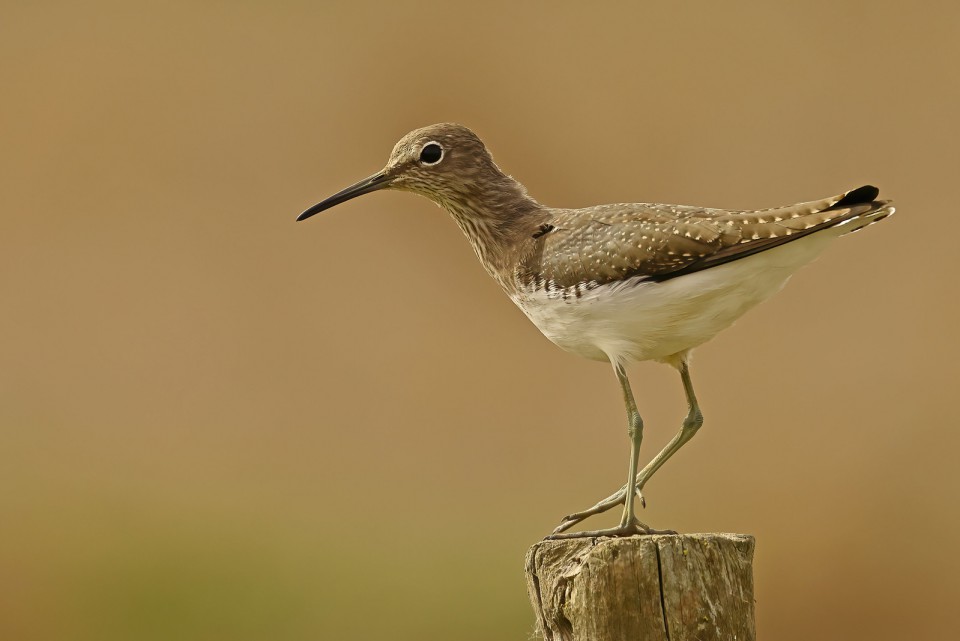 Черныш — Tringa ochropus