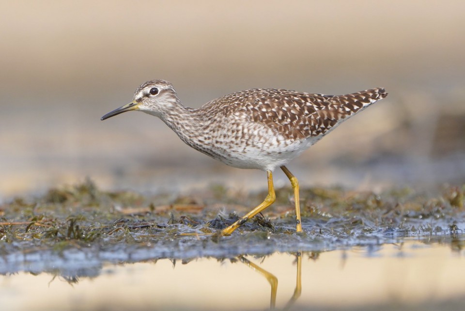 Фифи — Tringa glareola