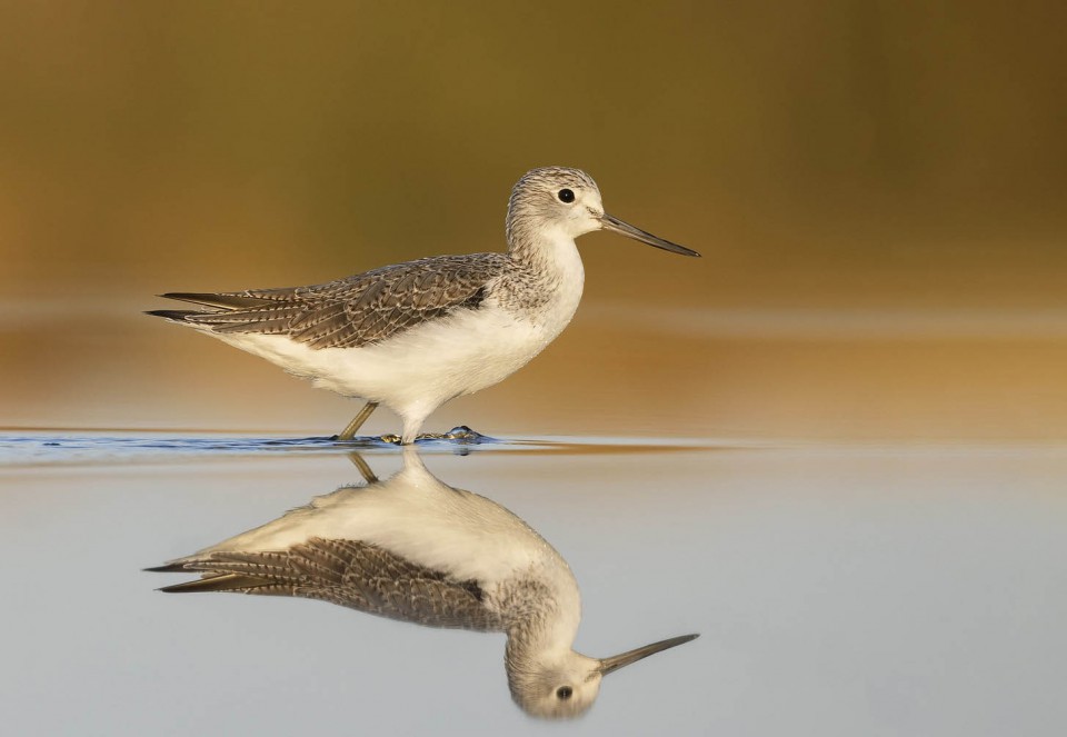 Улит большой — Tringa nebularia