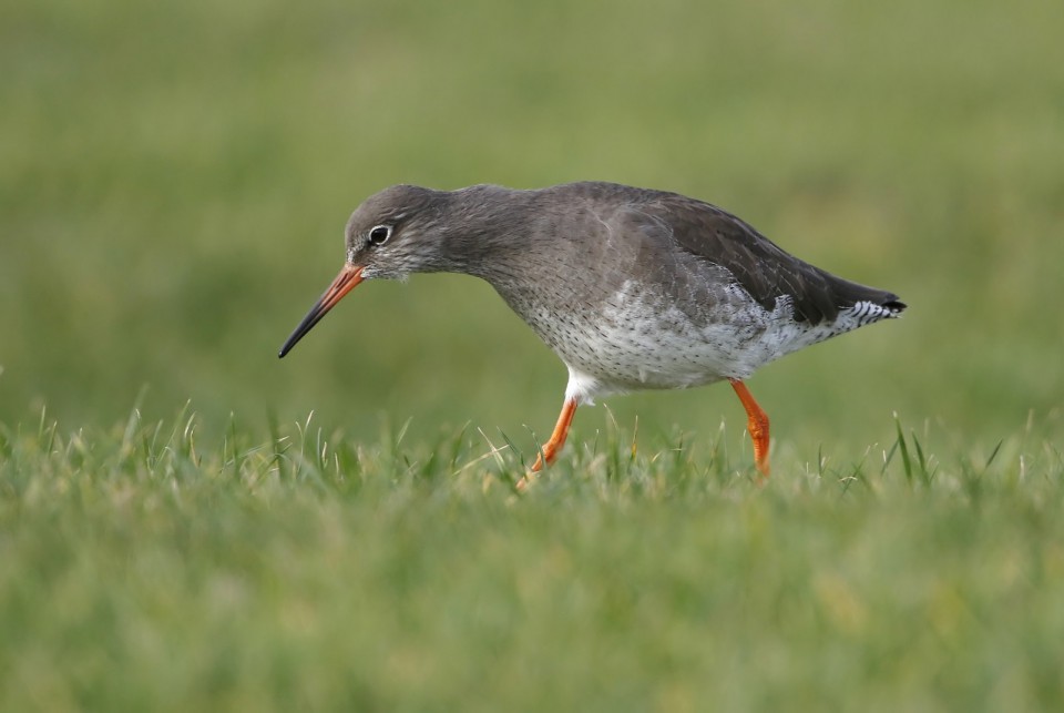 Травник — Tringa totanus