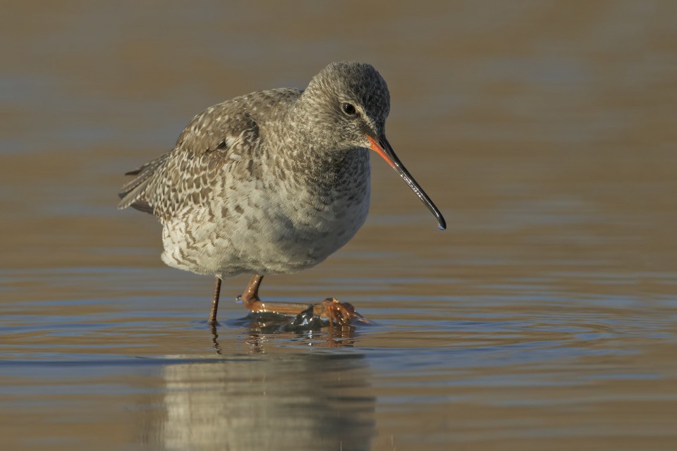 Щёголь — Tringa erythropus