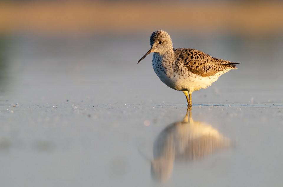 Поручейник — Tringa stagnatilis