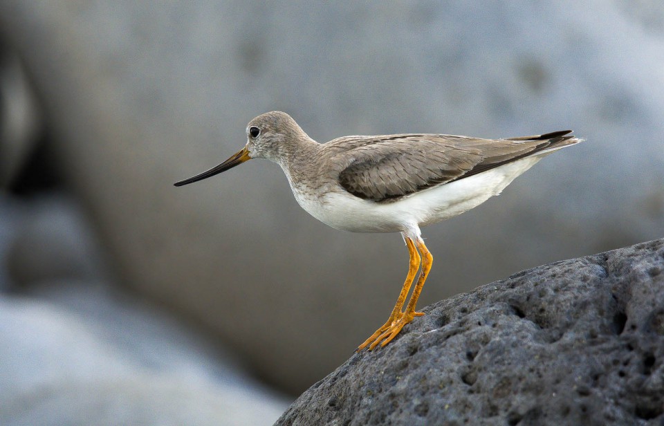 Мородунка — Xenus cinereus