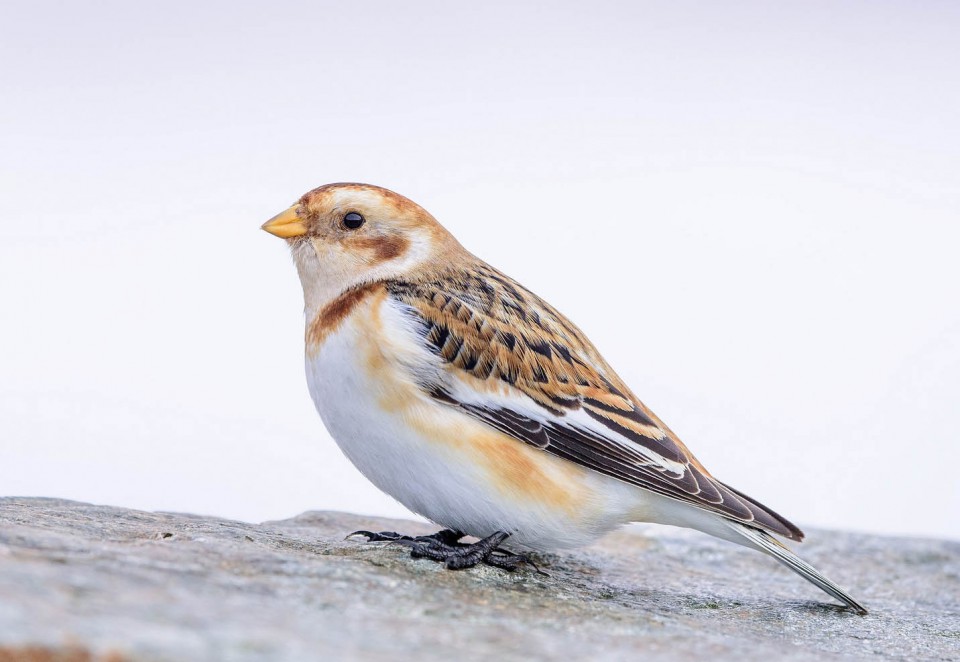 Пуночка (Plectrophenax nivalis)