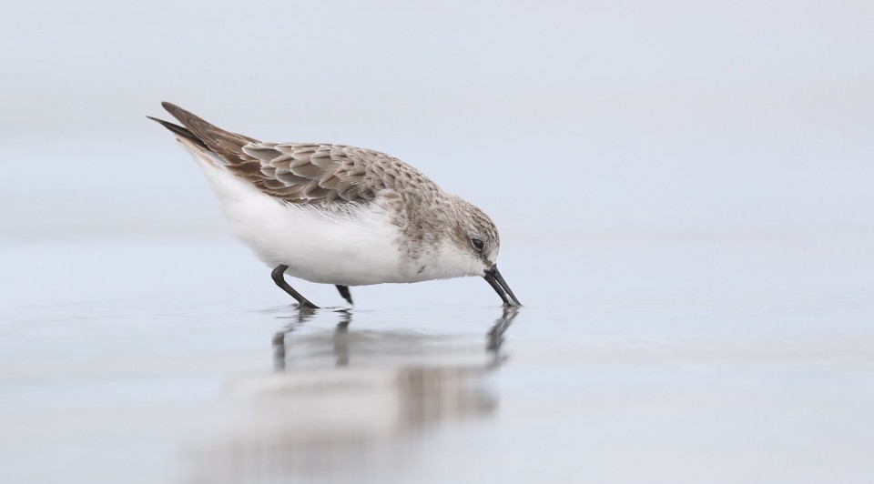Песочник-красношейка — Calidris ruficollis