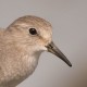 Песочник белохвостый — Calidris temminckii